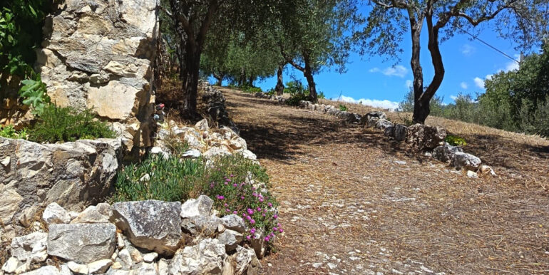 3) Vialetto con Ulivi